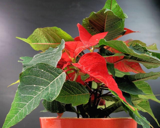 Poinsettias are a popular holiday plant, but did you know that they need 12-14 hours of darkness each day in order to produce their signature red leaves?