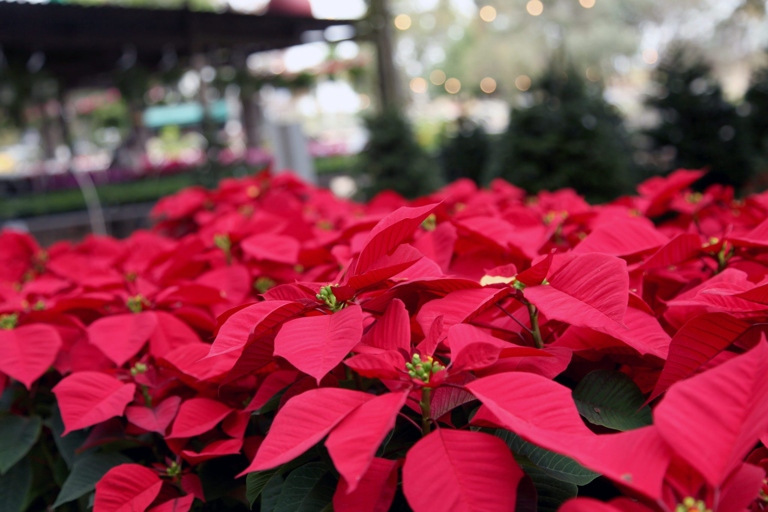 Poinsettias are a popular holiday plant, but did you know that you can keep them year-round with a little care?