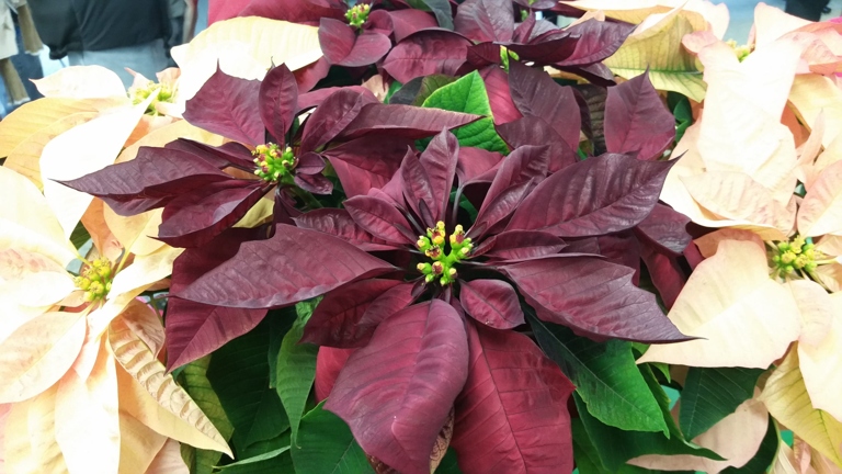 Poinsettias are a popular holiday plant, but many people don't know how long they last.