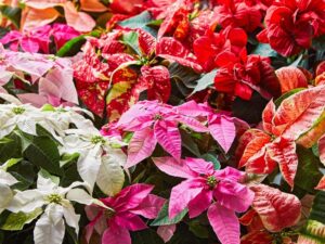 Poinsettias are a popular holiday plant, but many people don't know that they are actually quite easy to care for and can last for years with the proper care.