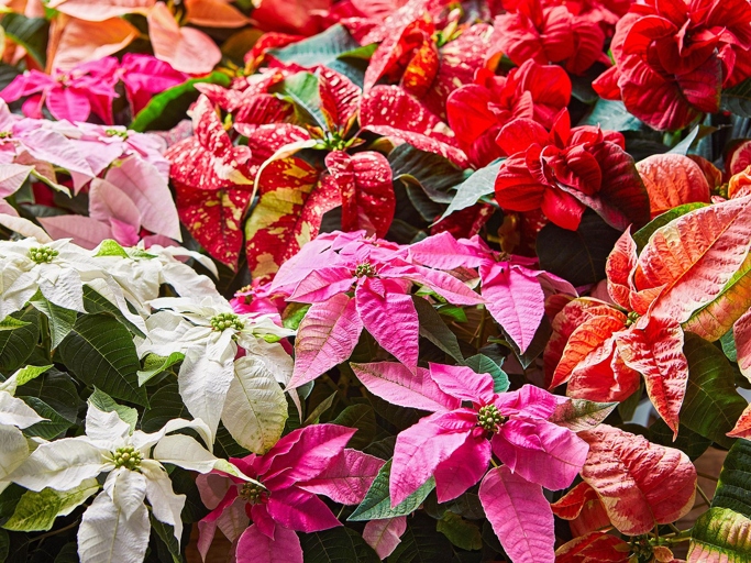 Poinsettias are a popular holiday plant, but their leaves can turn yellow if they don't get enough light.