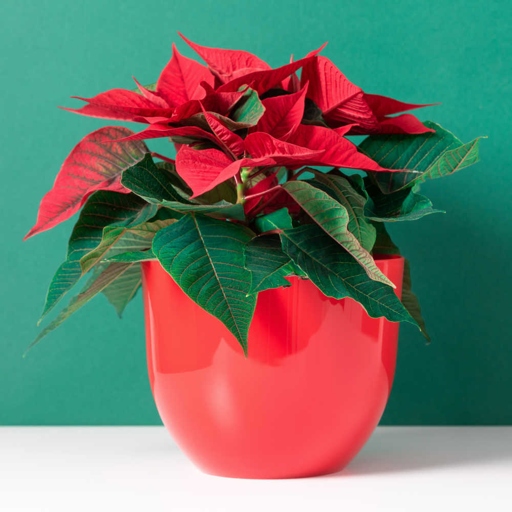 Poinsettias are a popular holiday plant, but they are finicky about their light requirements.