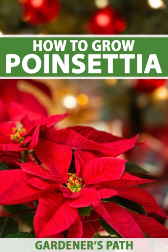 Poinsettias are a popular holiday plant, but they are finicky and easily wilted.