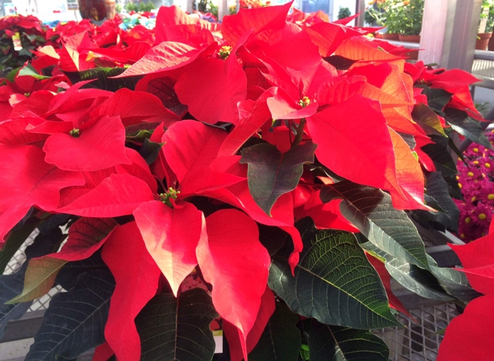 Poinsettias are a popular holiday plant, but they can be finicky.