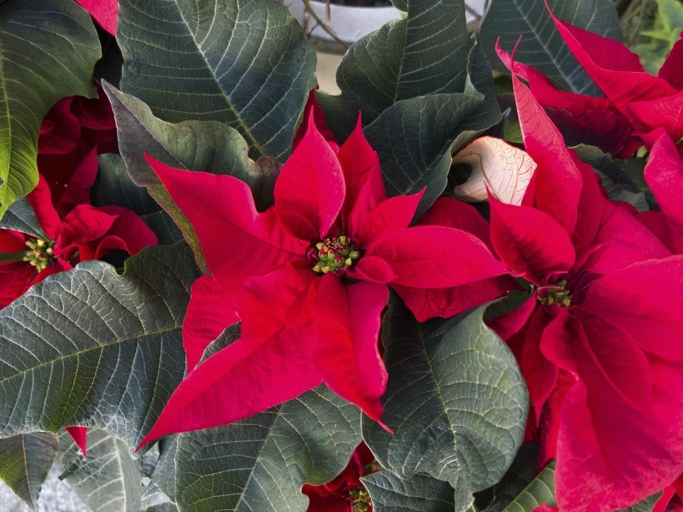 Poinsettias are not frost-tolerant and will not survive if left outdoors when temperatures drop below freezing.