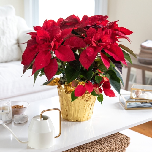 Poinsettias need bright light to flower, but too much direct sun can scorch their leaves.