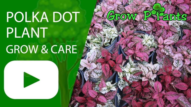 Polka dot plants are annuals, meaning they will only last one growing season.