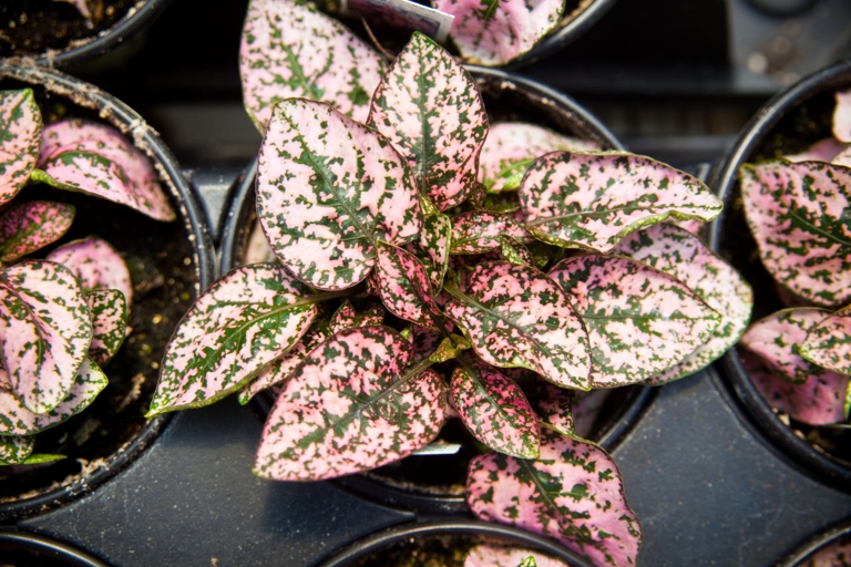 Polka dot plants are not cold hardy, so they will not survive in cold weather.