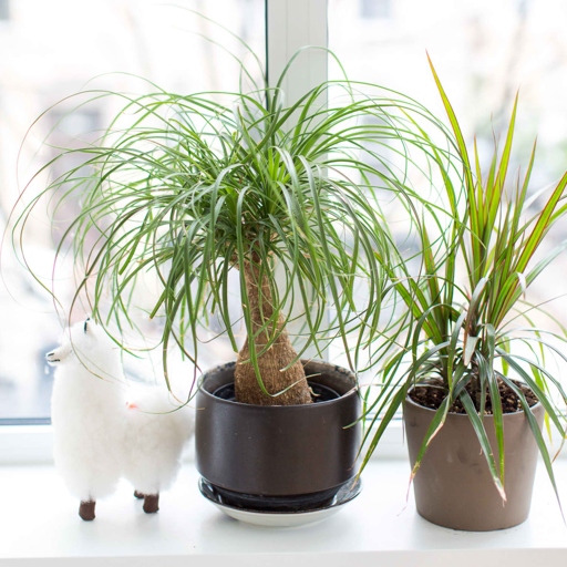 Ponytail palms are a type of succulent, so they don't need as much water as other plants.