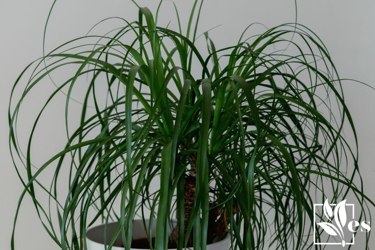 Ponytail palms are susceptible to root rot, so it's important to be careful not to overwater them.