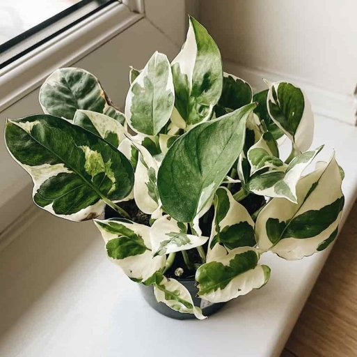 Pothos and Glacier are two different types of flowers.