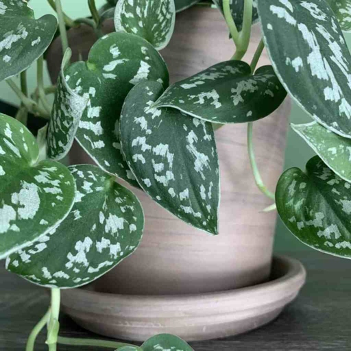Pothos and scindapsus are two common houseplants that are often confused for one another.