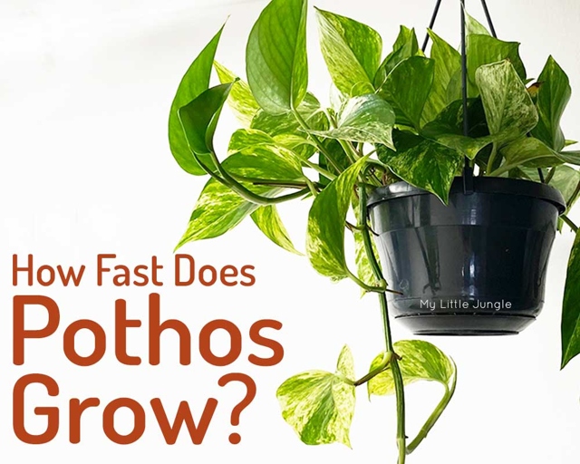 Pothos are a fast-growing plant, so you can expect them to start climbing quickly.