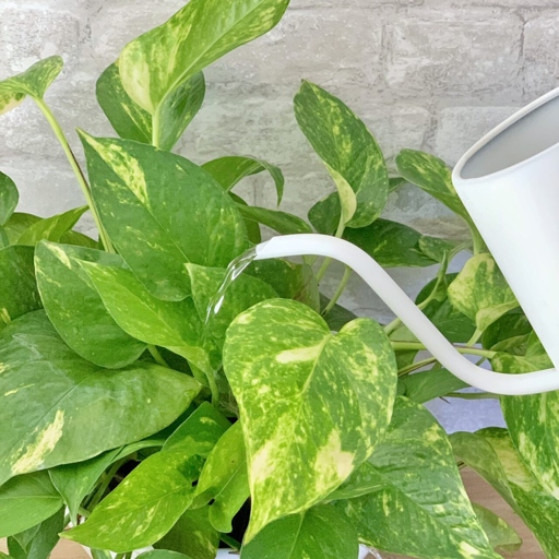 Pothos are a hardy plant and can tolerate a wide range of watering schedules, but will generally do best when watered every 1-2 weeks.