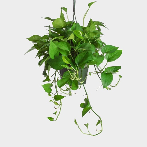 Pothos are a hardy plant, but they still need a little help to thrive. Fertilize your pothos plants every two to four weeks with a balanced, water-soluble fertilizer to give them the nutrients they need to grow.