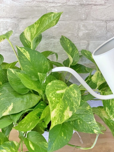 Pothos are a tropical plant that thrive in high humidity, so if you live in a dry climate, you'll need to water your pothos more frequently.