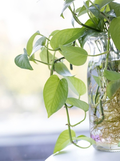 Pothos are a type of plant that can be grown in soil or water.