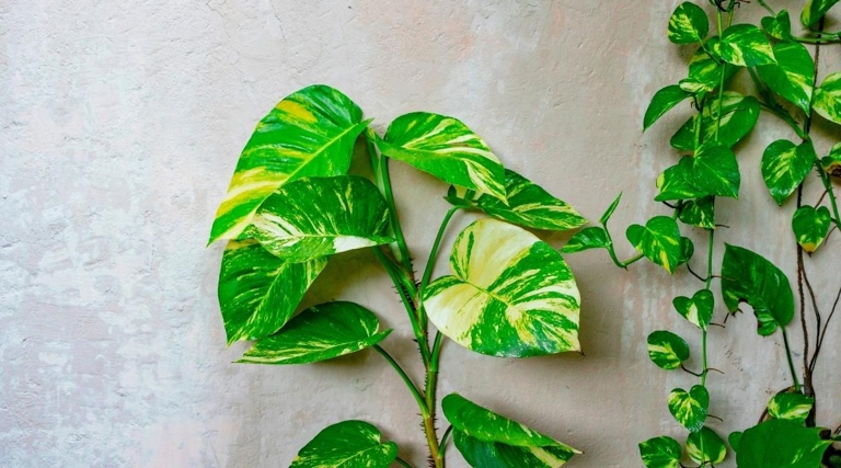 Pothos are a type of plant that can be trained to climb.