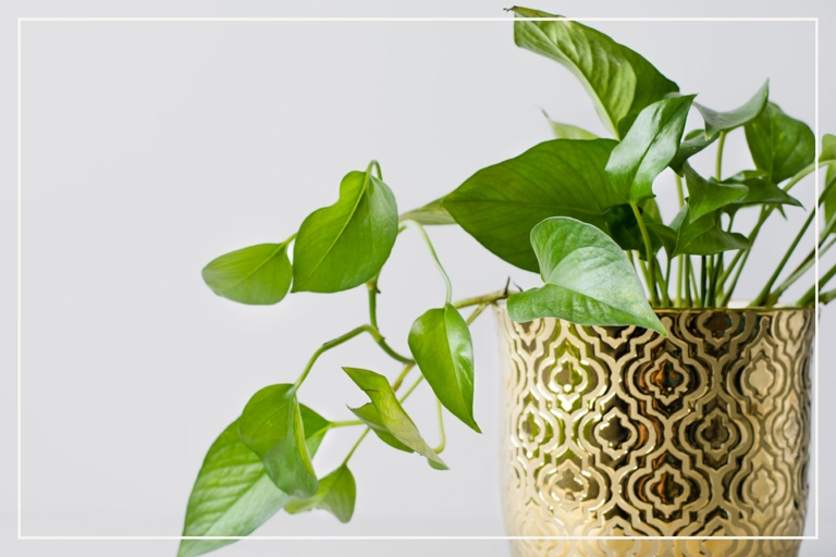 Pothos are a type of plant that is known for its ability to thrive in a variety of conditions, including low-light environments.