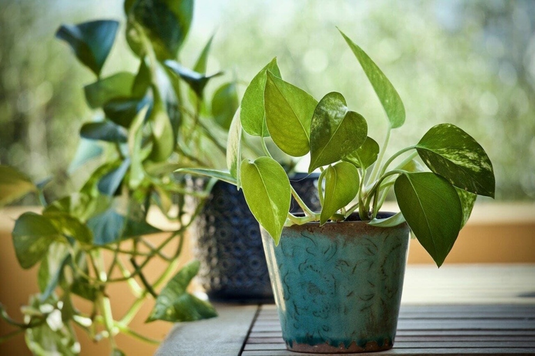 Pothos are a type of plant that thrive in humid environments.