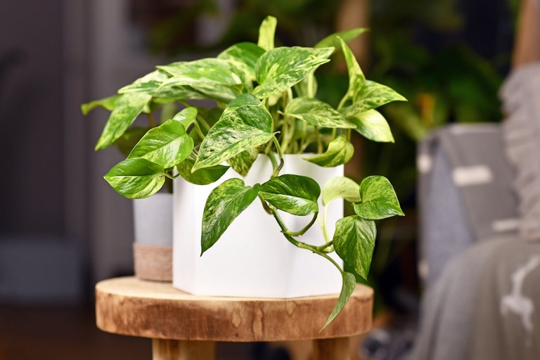 Pothos are easy to care for houseplants and will thrive in a variety of conditions.