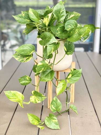 Pothos are known for their easy care and ability to thrive in a variety of conditions, making them a popular choice for both beginners and experienced plant parents alike.