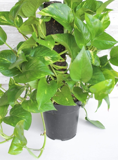 Pothos are one of the easiest houseplants to care for, but even they can suffer from leaf shrinkage if not watered properly.