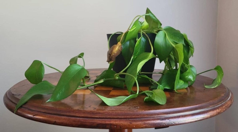 Pothos are one of the most drought-tolerant houseplants, and can go long periods of time without being watered.