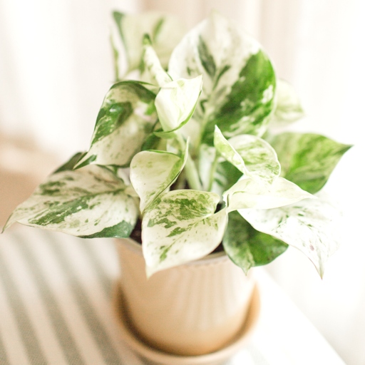 Pothos are one of the most drought-tolerant houseplants, so they don't need to be watered very often.