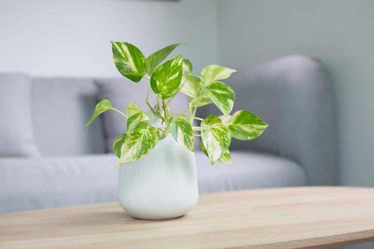 Pothos is a common houseplant that can grow leggy if not given enough light.
