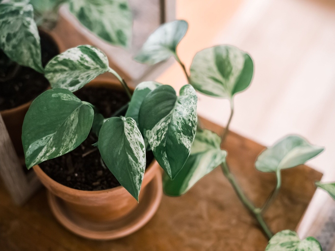 Pothos is a common houseplant that is easy to care for and propagate.