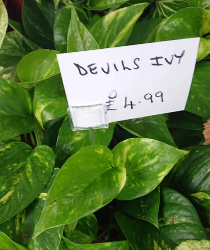 Pothos leaves can turn brown for a variety of reasons, but the most common cause is lack of light.