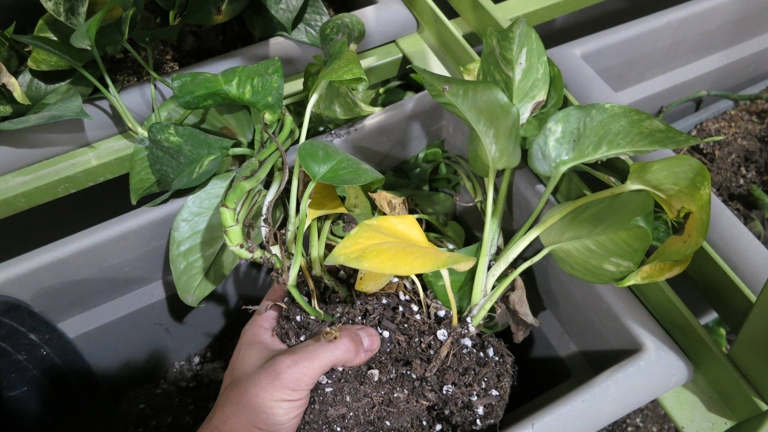 Pothos like to have their soil dry out between watering.