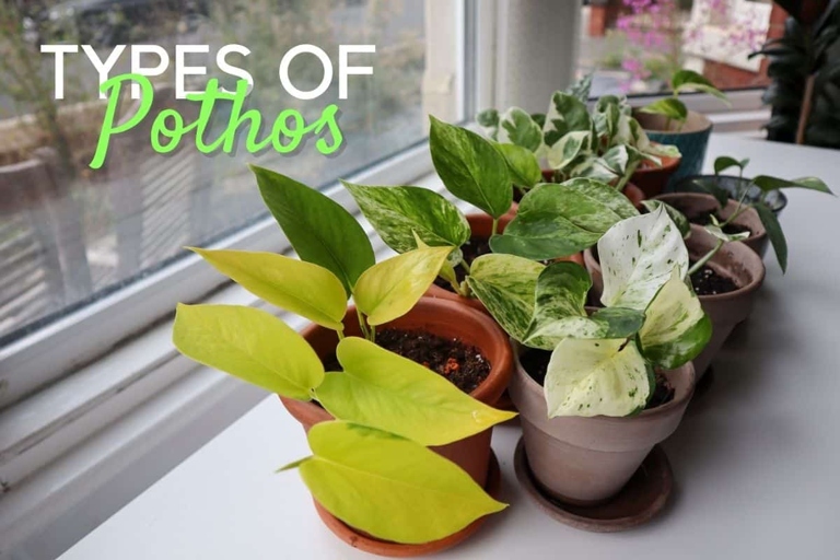 Pothos N Joy and Glacier are two types of pothos plants that have different foliage colors and variegations.