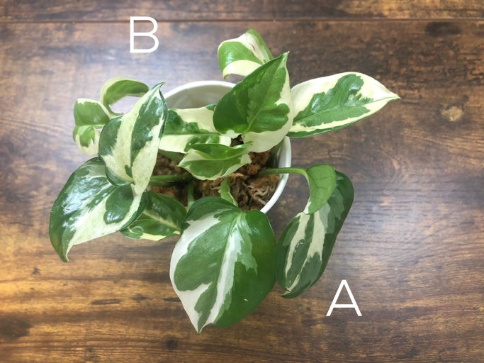Pothos N Joy and Glacier have a few similarities, the most notable being their variegation and their trailing habit.