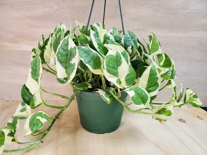 Pothos N Joy and Pearls and Jade are two of the most popular houseplants.