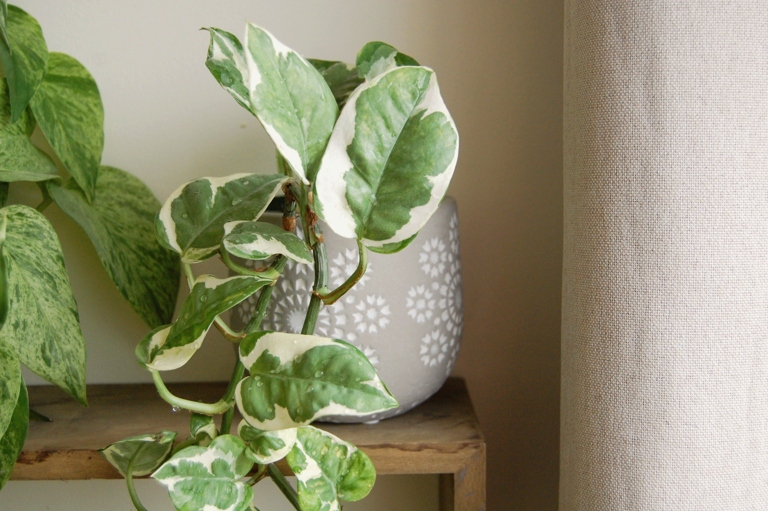 Pothos N Joy grows slower than Glacier, but the two plants are similar in many ways.