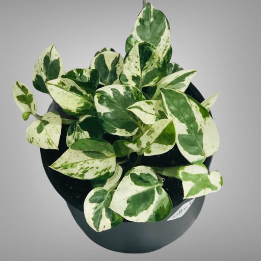 Pothos N Joy is a type of plant that is known for its ability to grow in low light conditions. Glacier is a type of plant that is known for its ability to tolerate cold temperatures. Pothos N Joy and Glacier are two different types of plants.