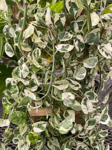 Pothos N Joy is a type of pothos plant that is known for its variegated leaves.