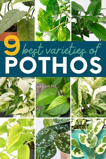 Pothos plants are a type of flowering plant that come in many different colors and varieties.