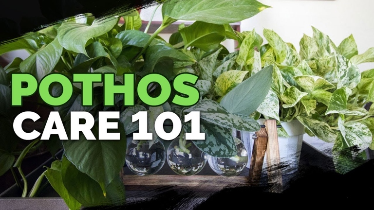 Pothos plants are easy to care for, but there are a few things you can do to keep them healthy and happy.