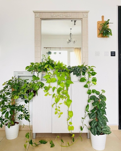 Pothos plants are easy to care for, but they do need to be repotted every one to two years to ensure they have enough room to grow.