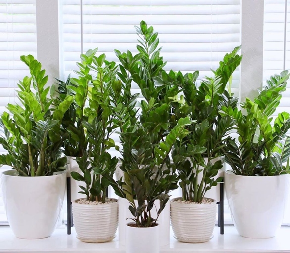 Pothos plants are known for their ability to thrive in low-light conditions, but they will still lean towards any available light source.