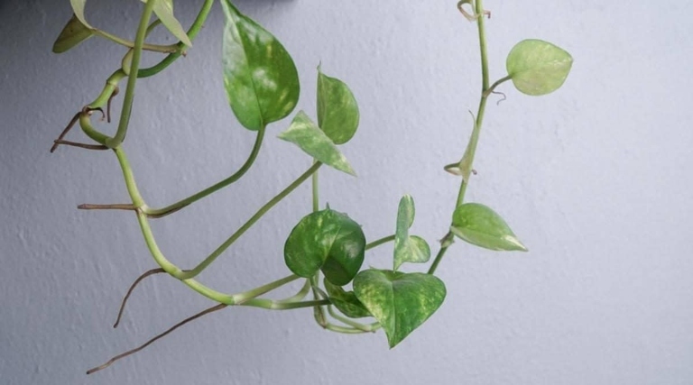 Pothos plants are known for their ability to thrive in low-light conditions, but what about when the leaves start dropping?