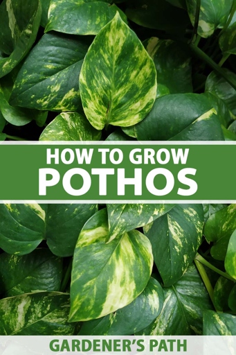 Pothos plants are known for their aerial roots, which help to nourish the plant.