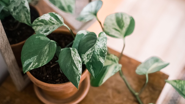 Pothos plants are known to be tolerant of a wide range of soil conditions, but they prefer soil that is slightly acidic.
