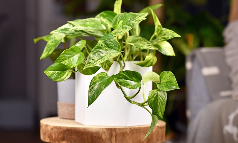 Pothos plants are known to be tough and adaptable, but they do prefer to be root bound.