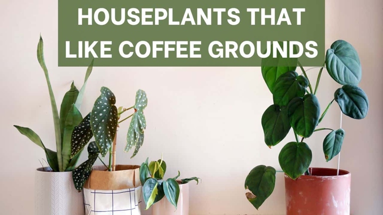 Pothos plants are known to be tough and adaptable, but what about using coffee grounds as mulch?