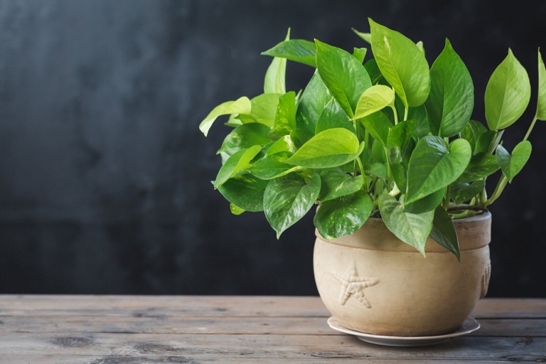 Pothos plants are not particular about the potting medium they are grown in, but they do prefer a well-draining soil.