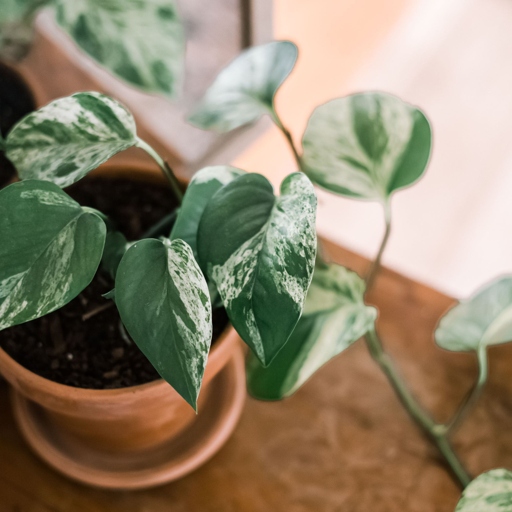 Pothos plants are one of the easiest houseplants to care for, and they are incredibly drought tolerant.